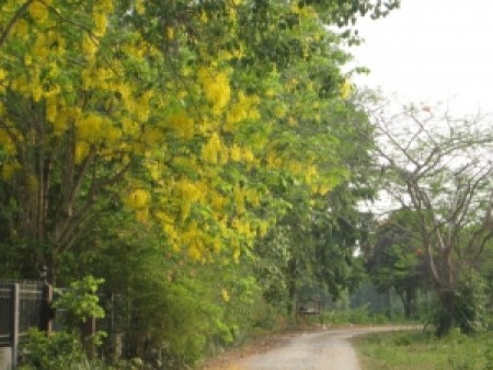 3 rai on Mae Korn river